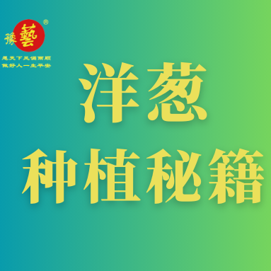 洋蔥種植秘籍：掌握這八點(diǎn)，種出優(yōu)質(zhì)洋蔥！